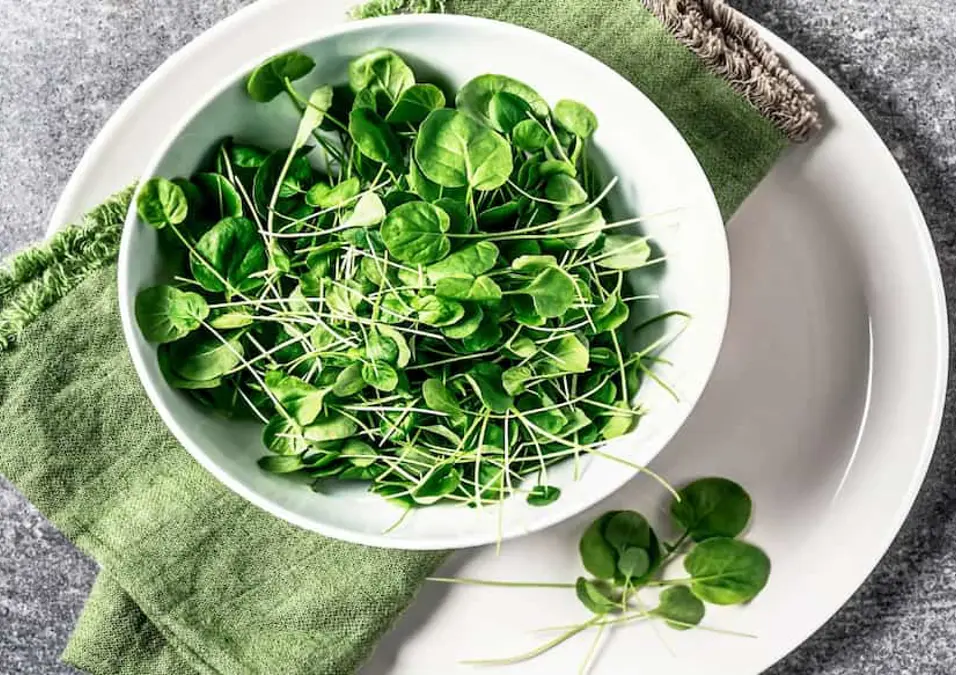 وعاء من براعم الجرجير الصغيرة على طبق مع منديل أخضر، يوحي بدليل شامل لفوائده الصحية وقيمته الغذائية.