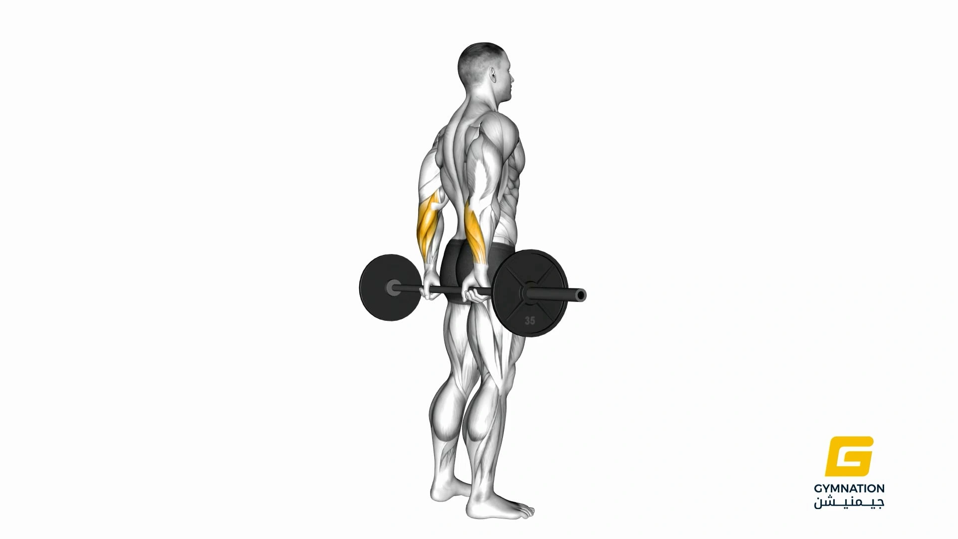 Barbell Standing Back Wrist Curl Thumb