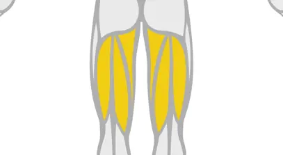 Exercise Library Hamstrings
