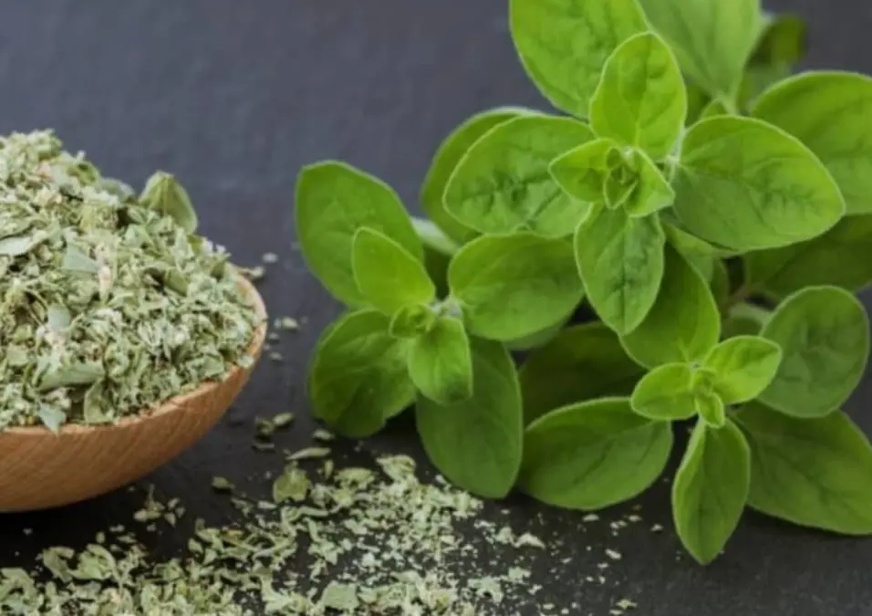 ملعقة خشبية فيها بردقوش مجفف وغصن من الأوراق الطازجة، يوحي بفوائده للضغط وهل يساعد على تنظيم ضغط الدم المرتفع والمنخفض.