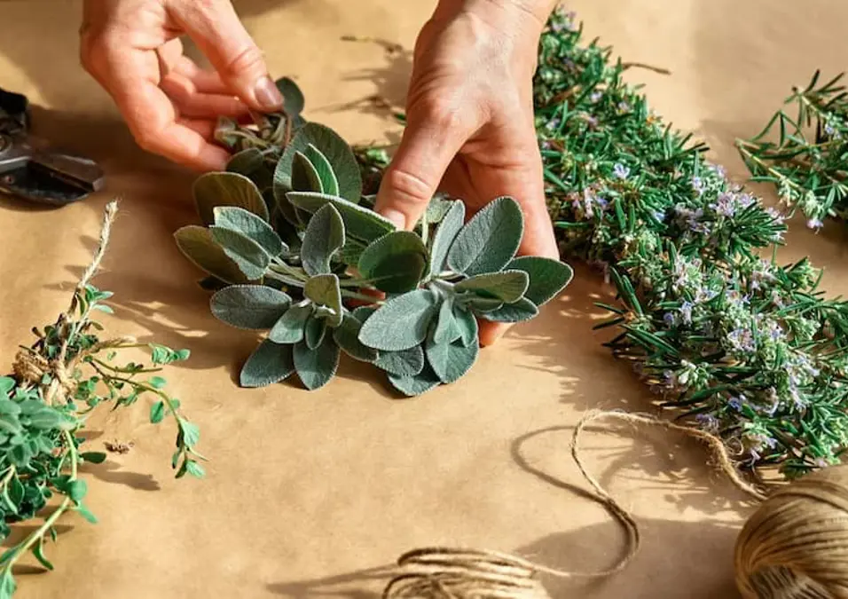 لقطة من الأعلى ليدي شخص تنظمان أوراق الميرمية الطازجة وحزم من إكليل الجبل على سطح من الورق الحرفي، ترافقهما مقصات تقليم وخيوط، مما يوحي بدليل شامل للفوائد الصحية واستخدامات الميرمية.