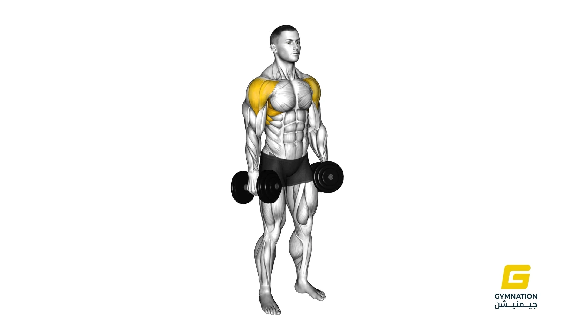 Dumbbell Lateral Raise Thumb