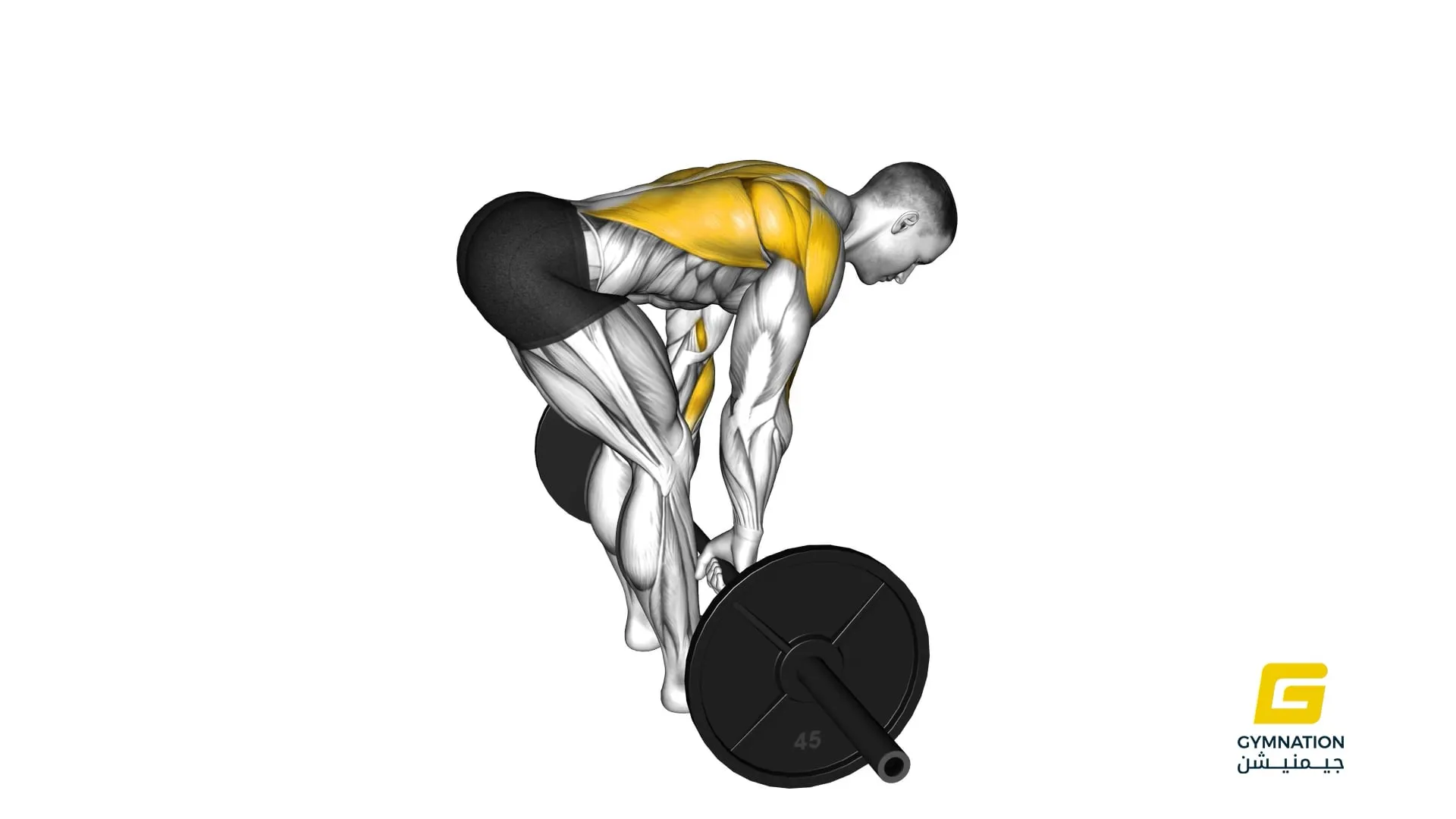 Barbell Bent Over Row Thumb