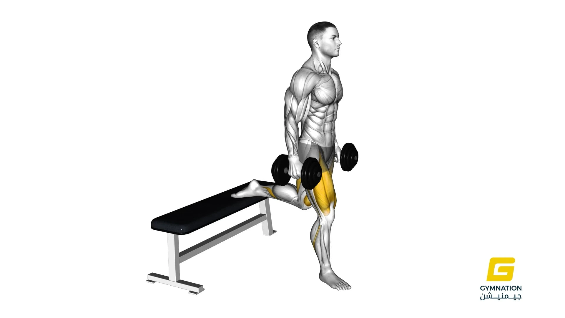 Dumbbell Single Leg Split Squat Thumb