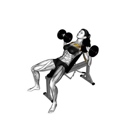 Dumbbell Incline Bench Press For Ladies Thumb