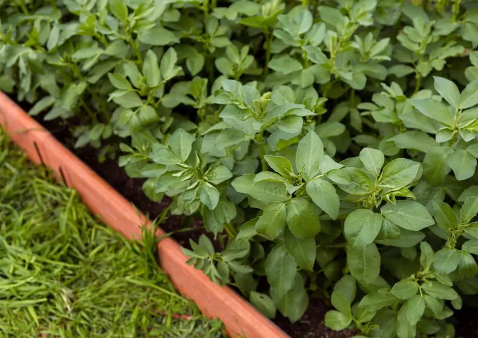 لقطة مقربة لنباتات البردقوش النامية في حديقة، توحي بالحقيقة الكاملة حول فوائده وأضراره للرجال.