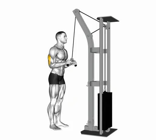 Cable Triceps Pushdown (V Bar) Thumb