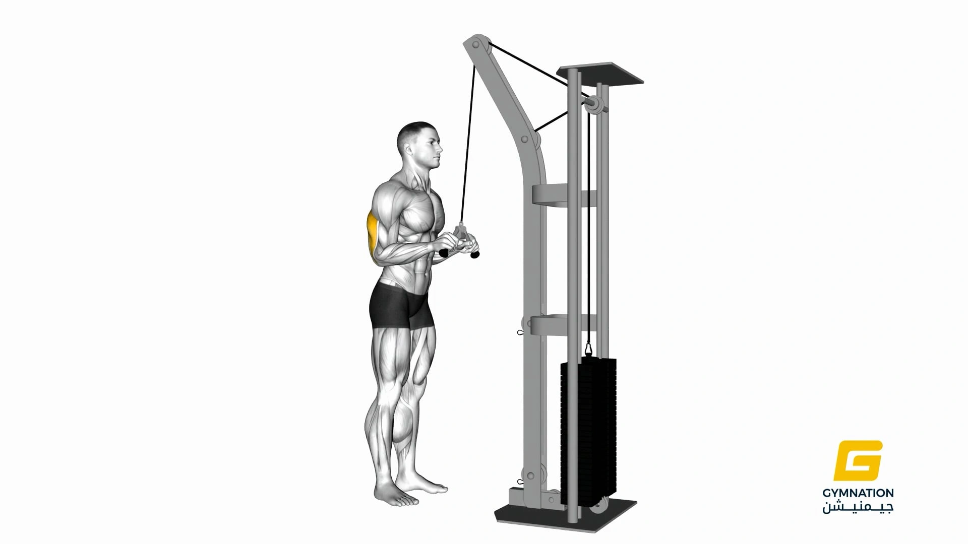 Cable Triceps Pushdown (V Bar) Thumb