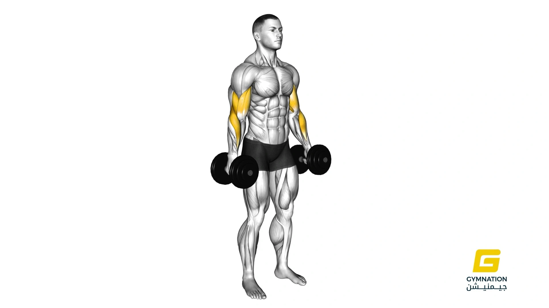 Dumbbell Hammer Curl Thumb