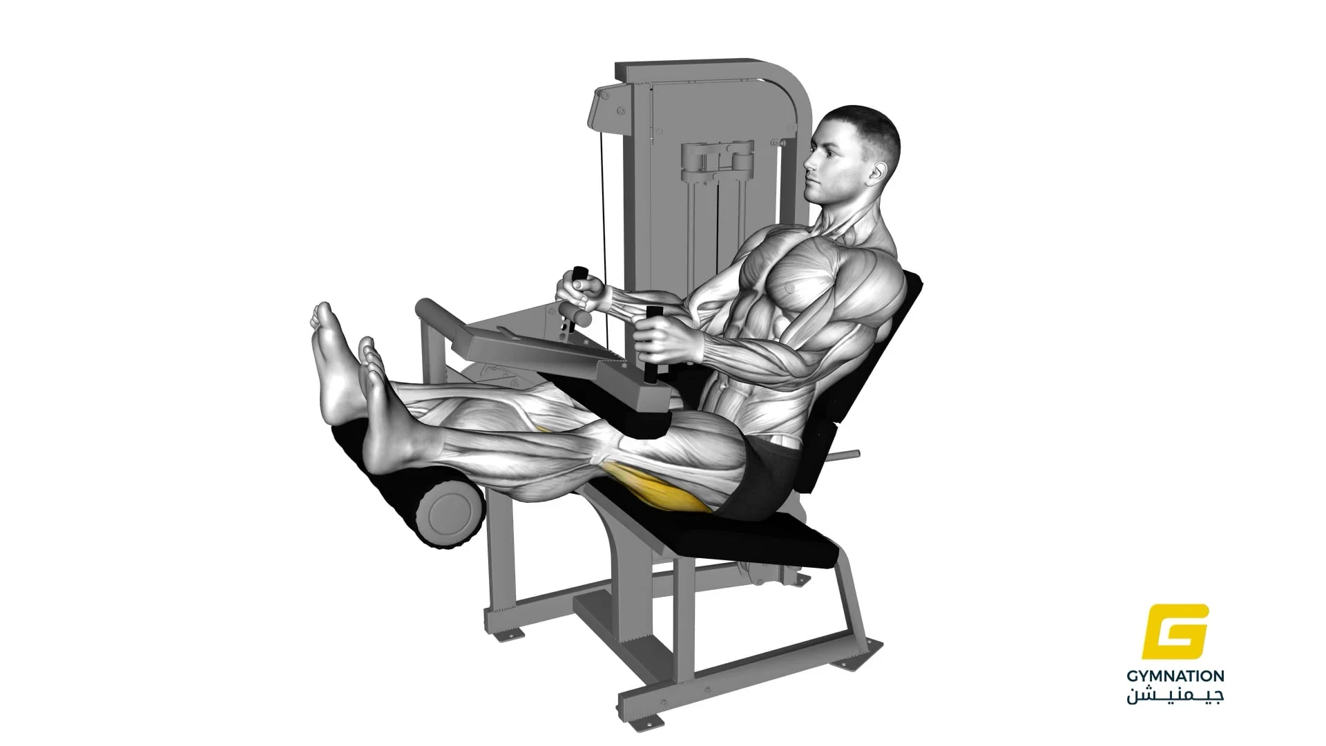 Lever Seated Leg Curl Thumb