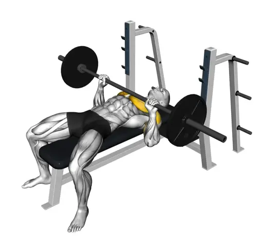 Barbell Bench Press Thumbnail