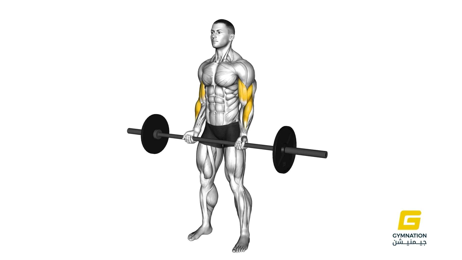 Barbell Curl Thumb