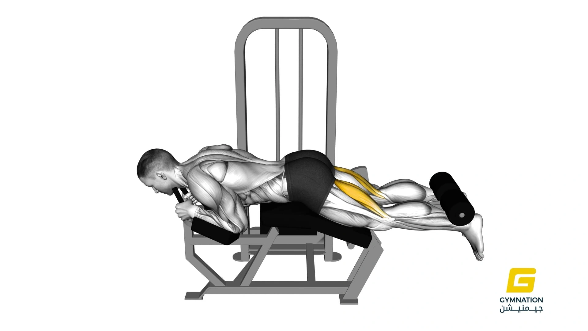 Lever Lying Leg Curl Thumb