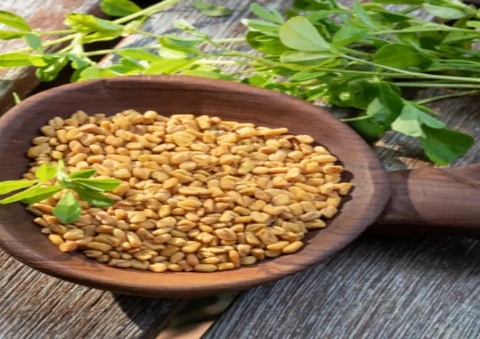 ملعقة خشبية تحمل بذور حلبة مع أوراق طازجة، توحي بأضرار الحلبة للرجال ومتى تتحول الفوائد إلى مخاطر.