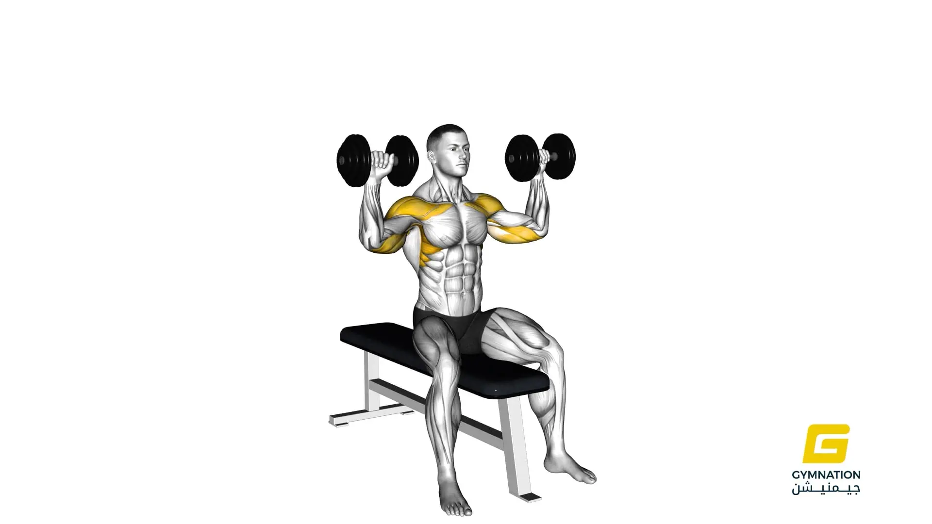 Dumbbell Bench Seated Press Thumb