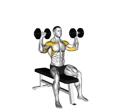 Dumbbell Bench Seated Press Thumb