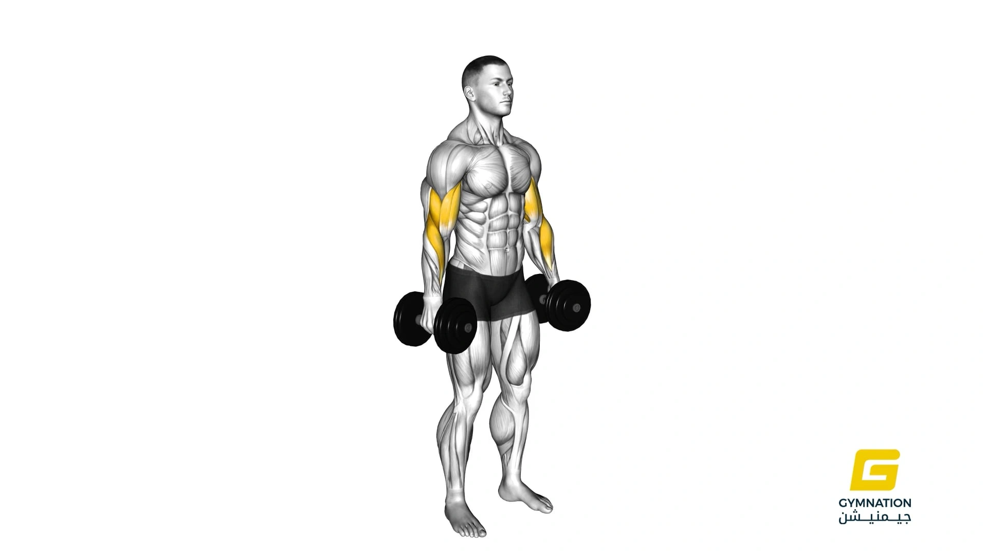 Dumbbell Alternate Biceps Curl Thumb
