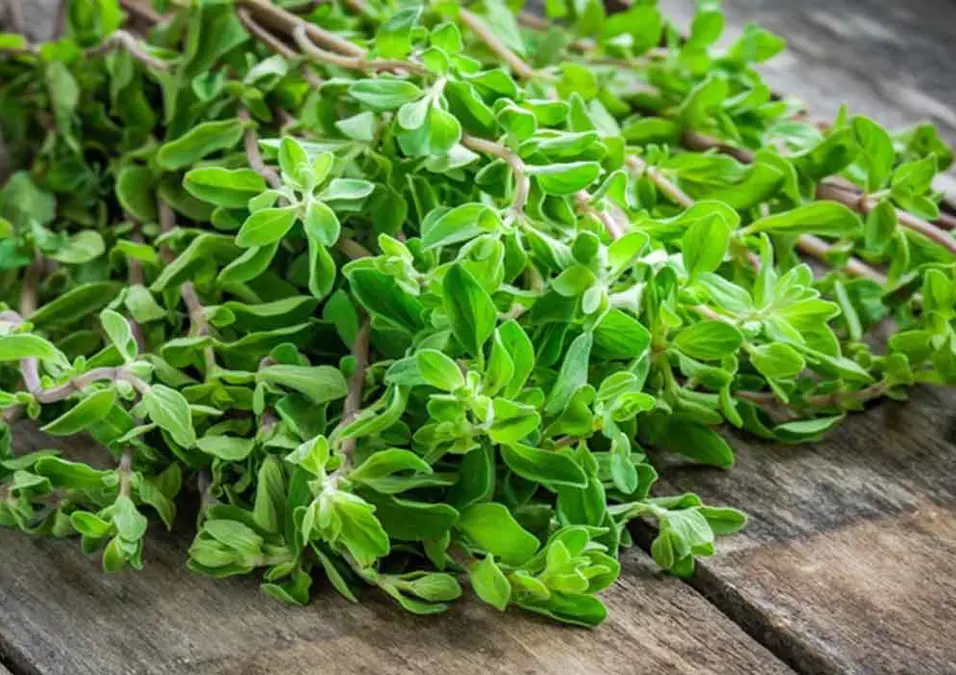 باقة طازجة من البردقوش على سطح داكن، تمثل تجربة شخصية مع البردقوش للرجال