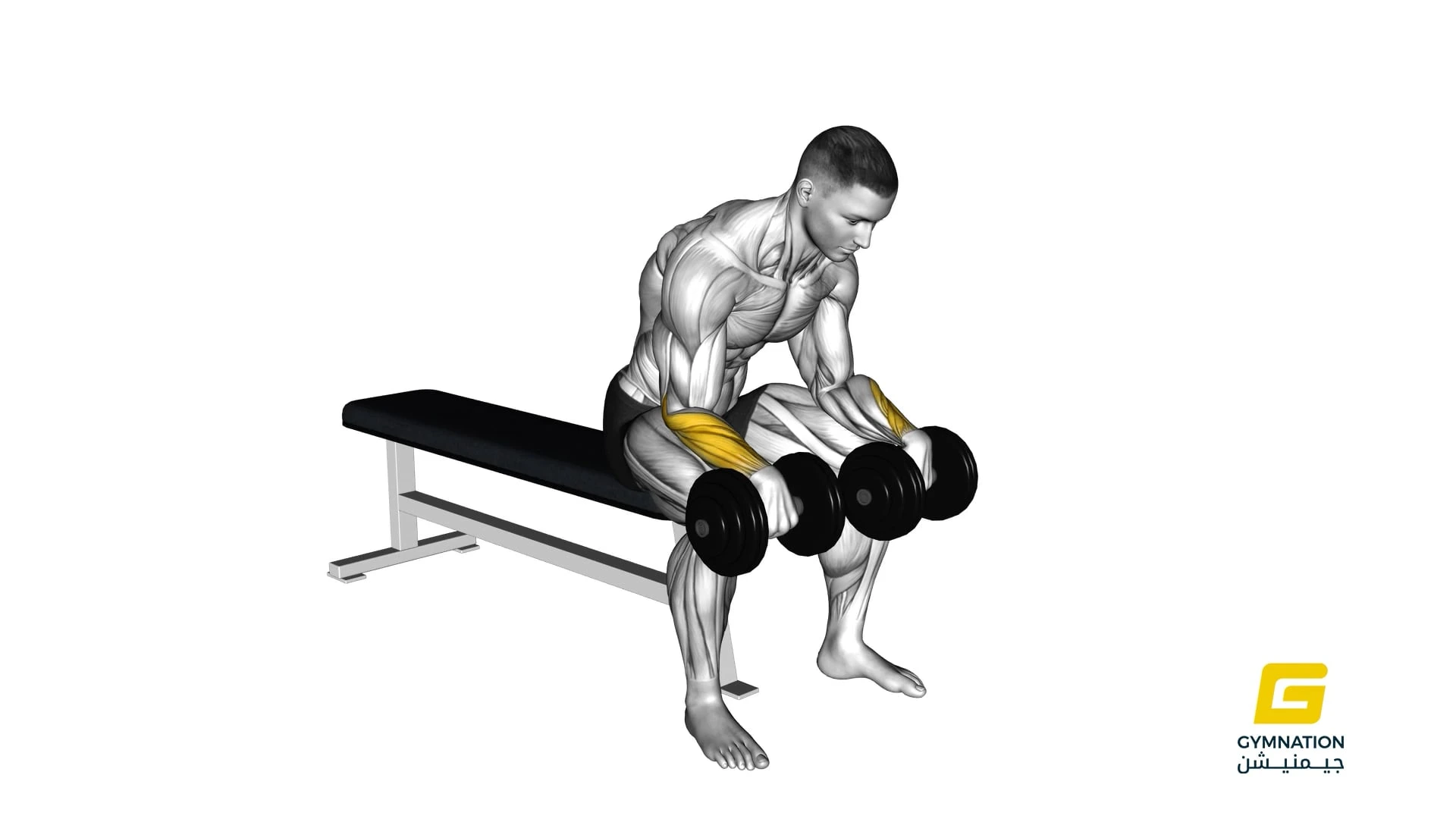 Dumbbell Reverse Wrist Curl Thumb