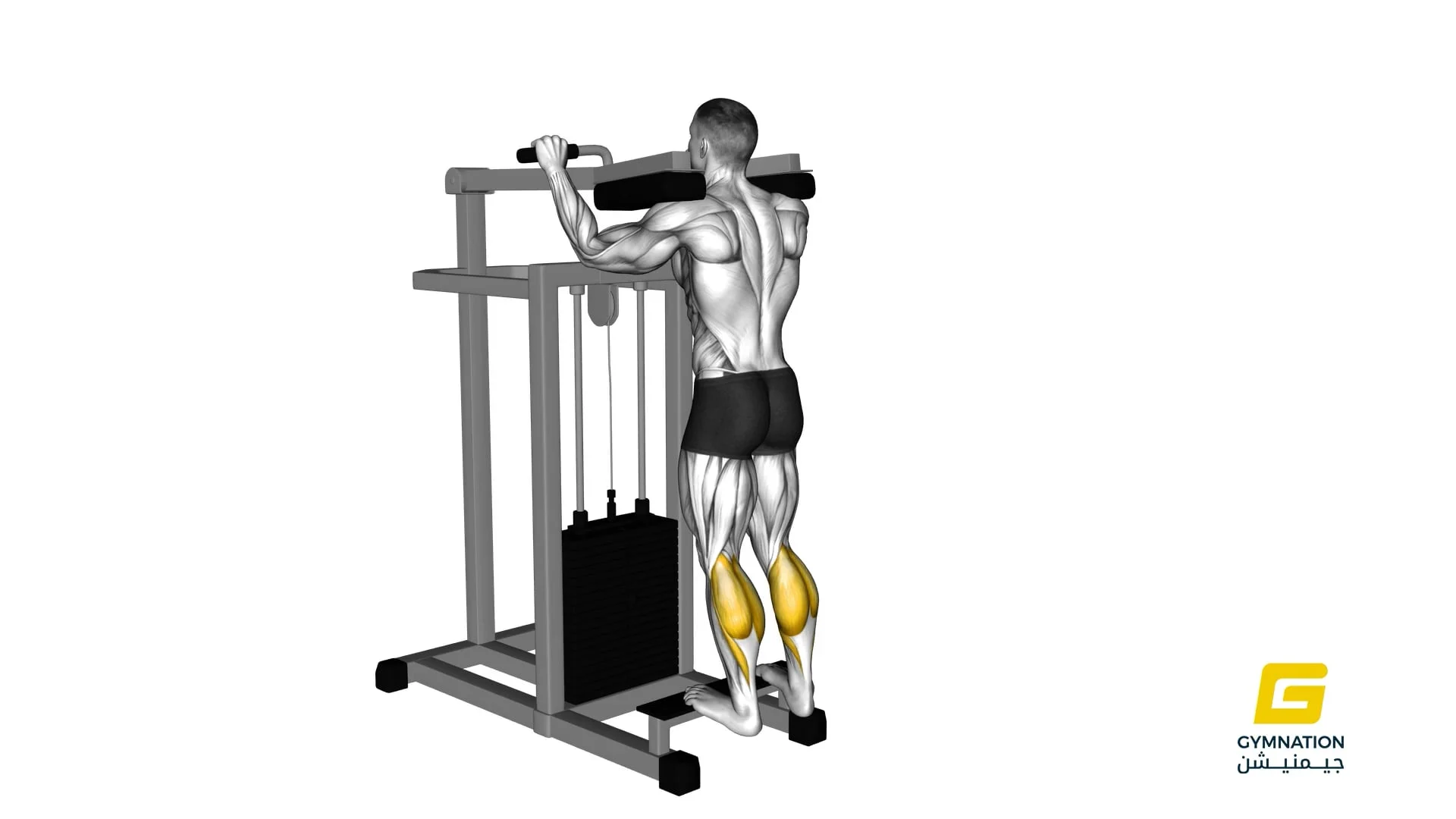 Lever Standing Calf Raise Thumb