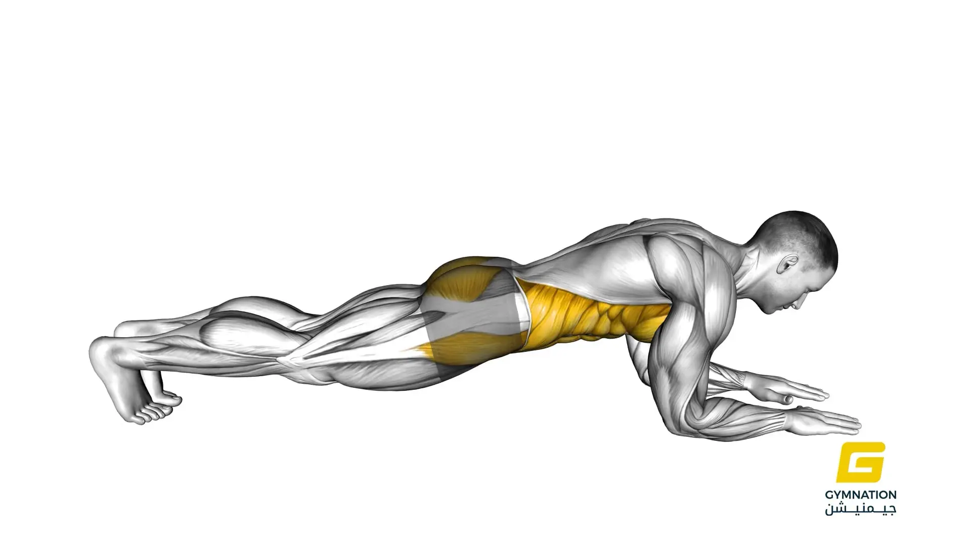 Front Plank Thumb
