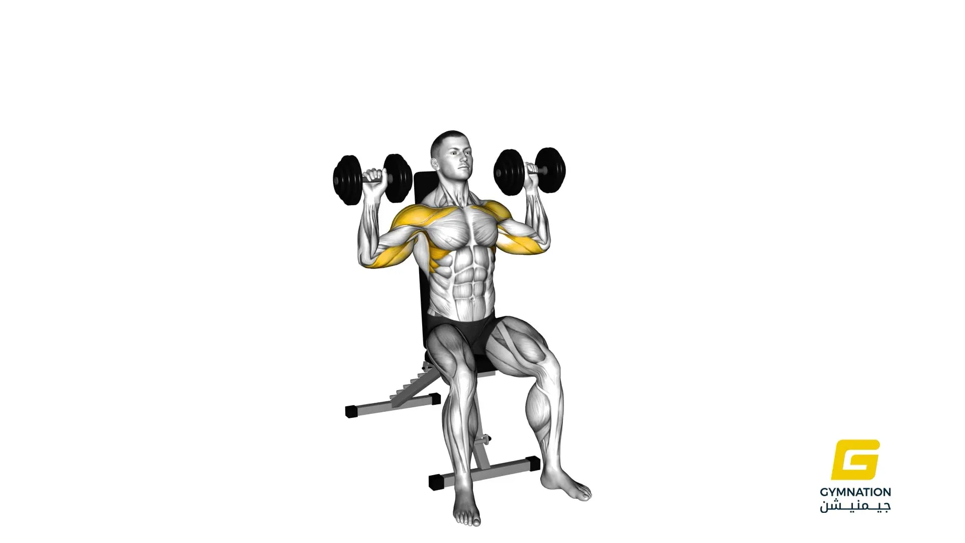 Dumbbell Seated Shoulder Press Thumb