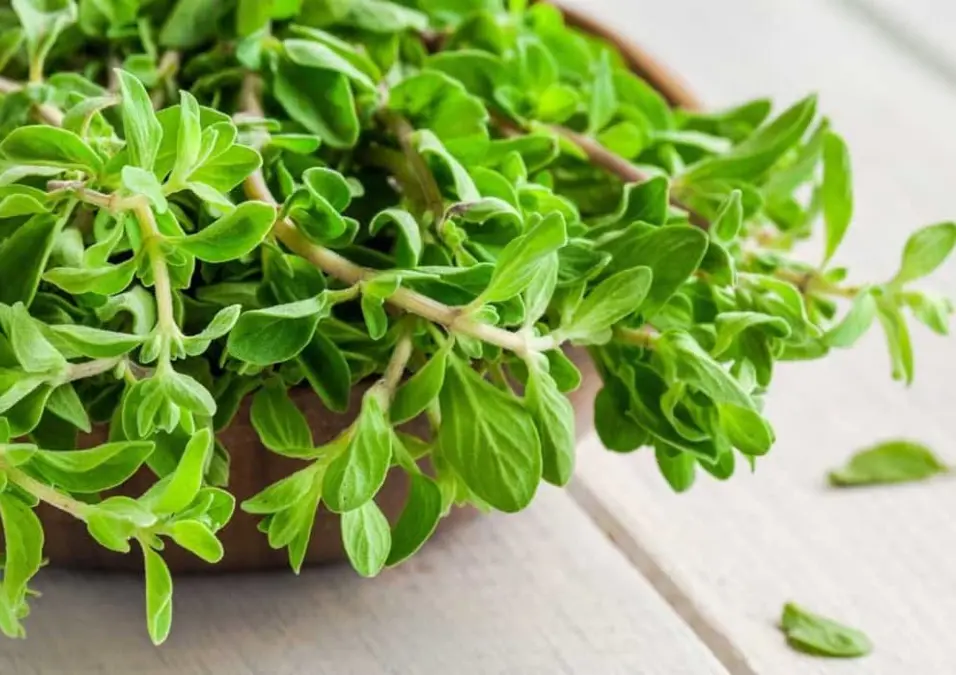 فوائد البردقوش وأهم استخداماته الصحية والطبيعية