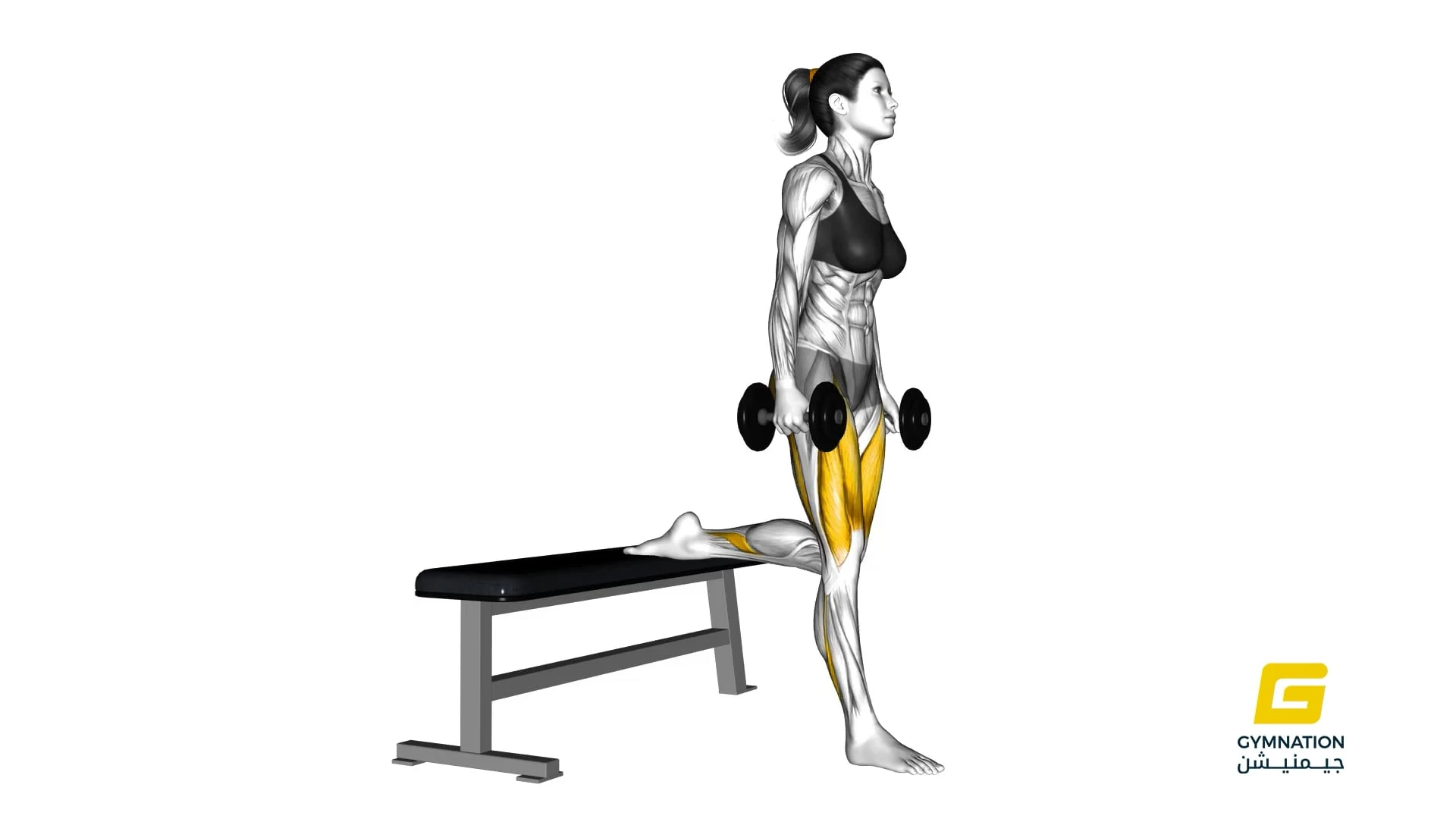 Dumbbell Bulgarian Split Squat For Ladies Thumb