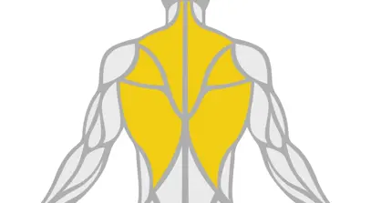 Exercise Library Back