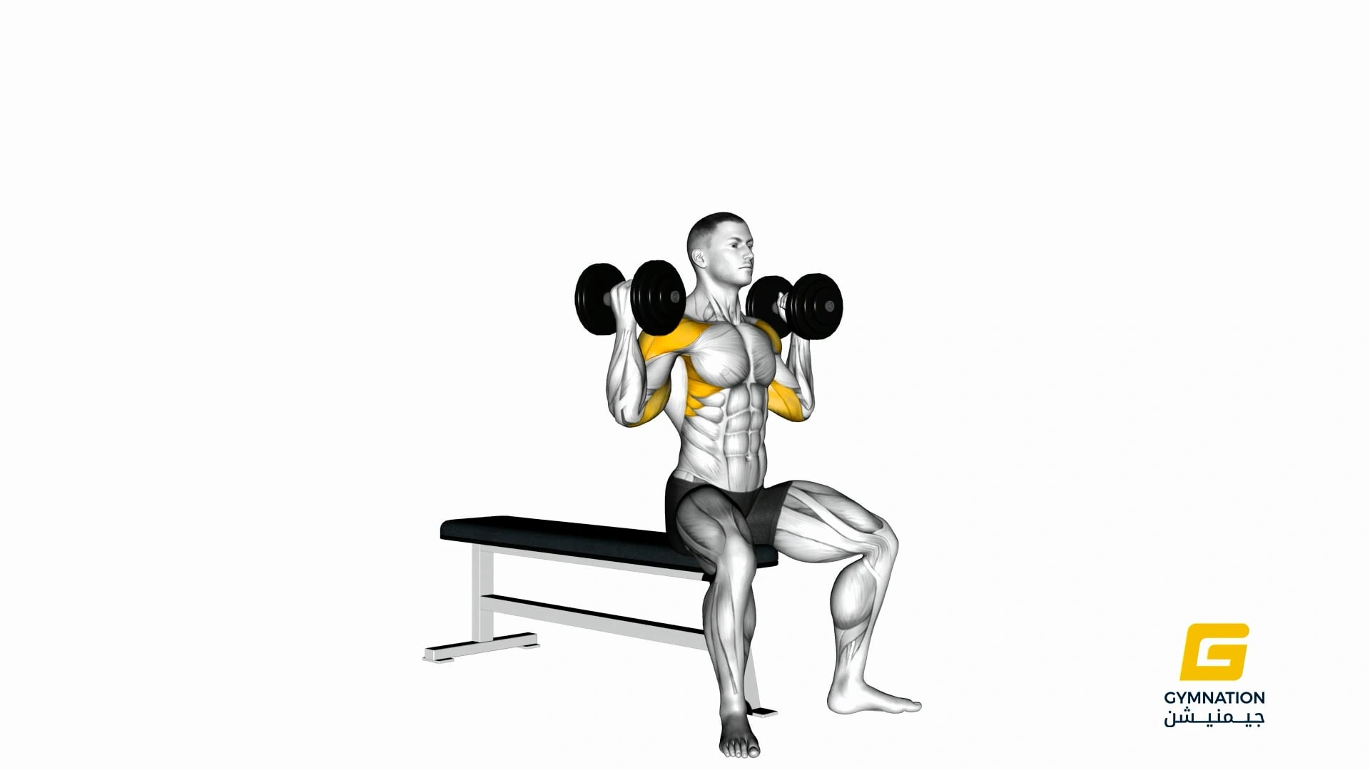 Dumbbell Arnold Press (Version 2) Thumb