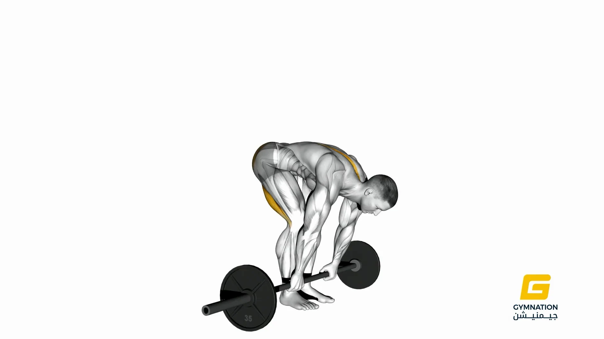 Barbell Straight Leg Deadlift Thumb