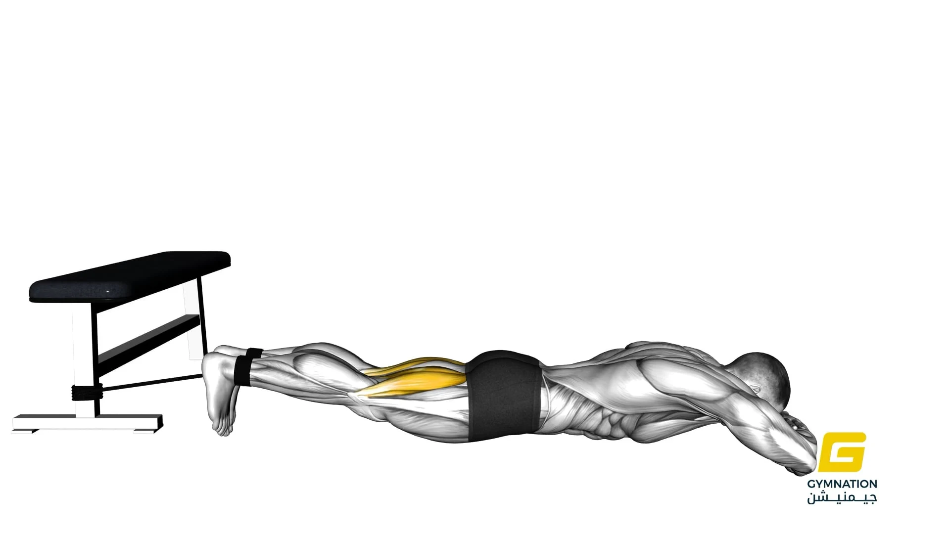 Band Lying Leg Curl Thumb