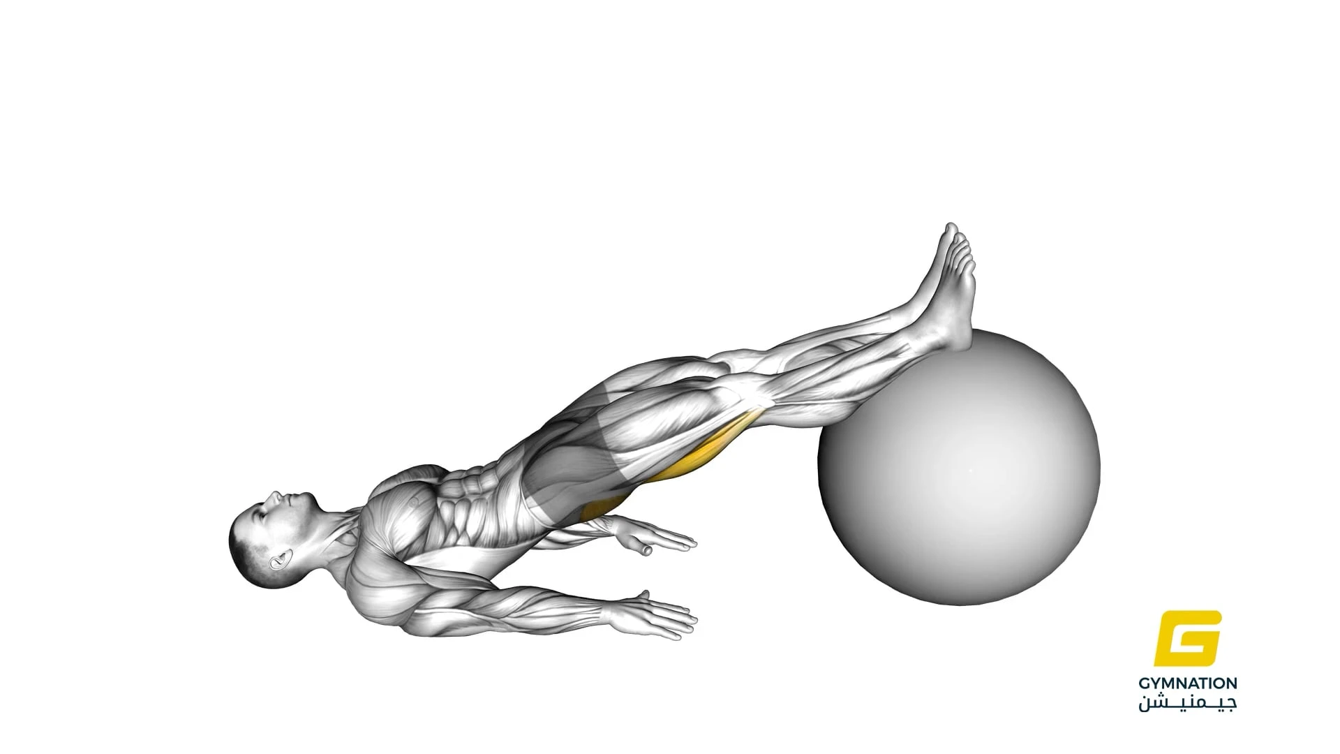 Exercise Ball Leg Curl Thumb