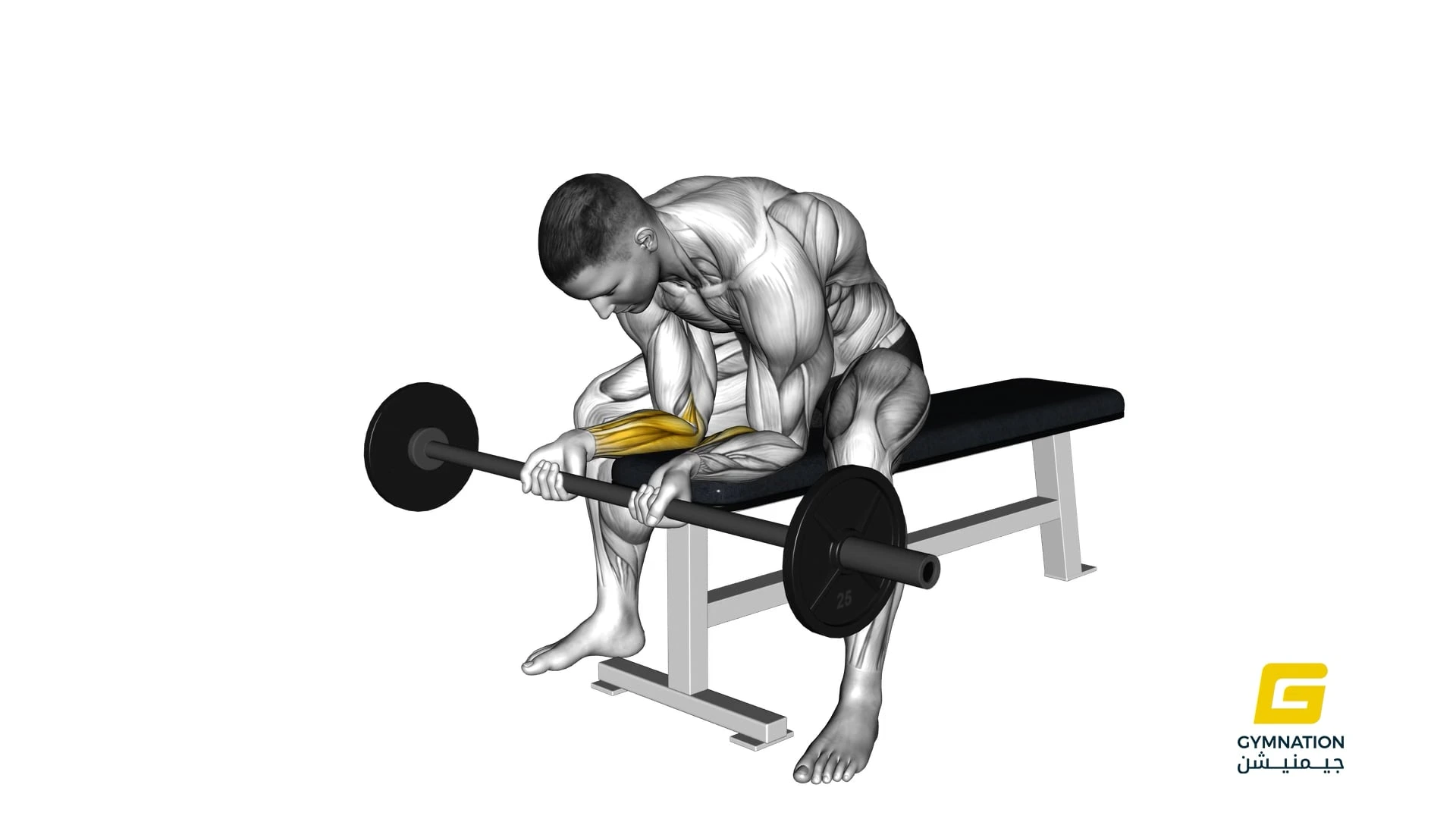 Barbell Wrist Curl Thumb